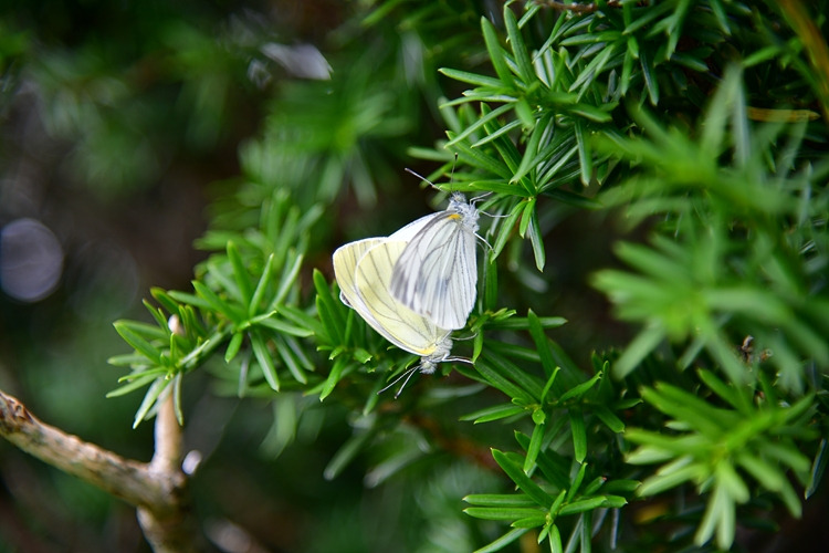 한라줄흰나비 짝짓기 DSC_3376.jpg