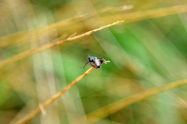 왜콩풍뎅이 DSC_0780.jpg