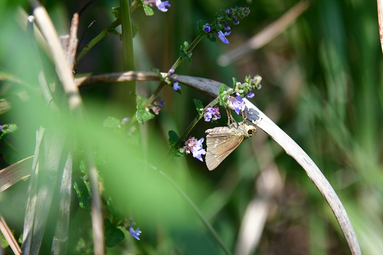 줄점팔랑나비  산박하  DSC_8509.jpg