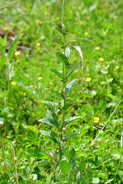 흑박주가리 녹화 DSC_8674.jpg