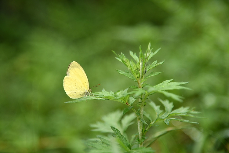 남방노랑나비 DSC_0309.jpg