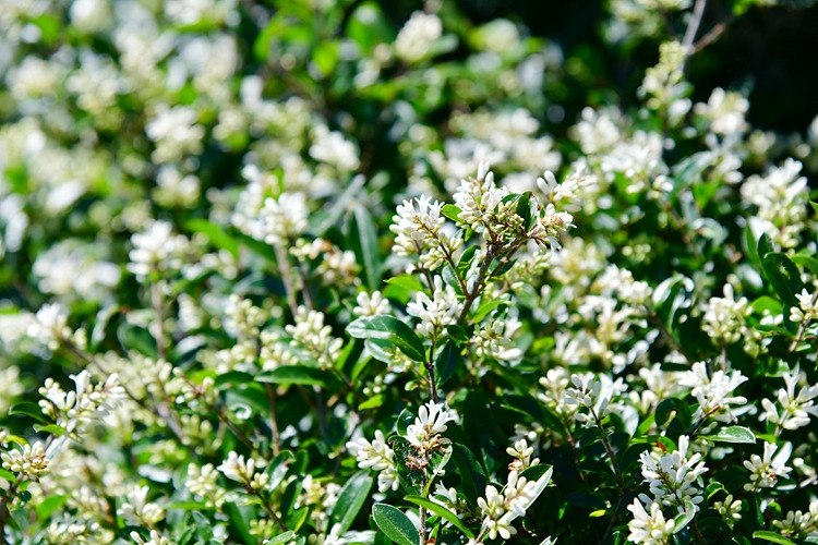 쥐똥나무  DSC_1190.jpg