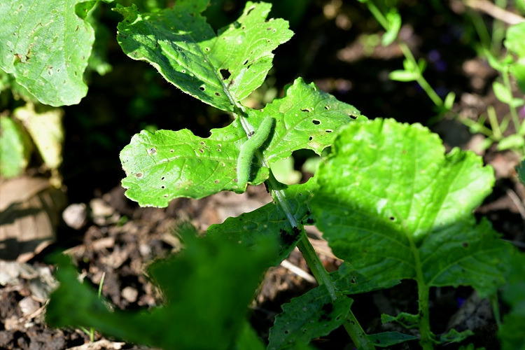 배추흰나비흰나비 애벌레 DSC_3943.jpg