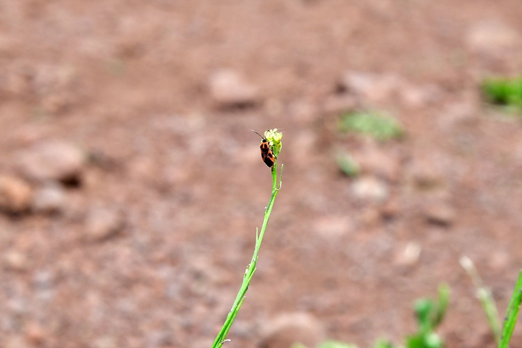 십자무늬노린재 DSC_8681.jpg