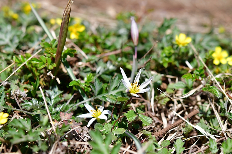 산자고 DSC_7164.jpg