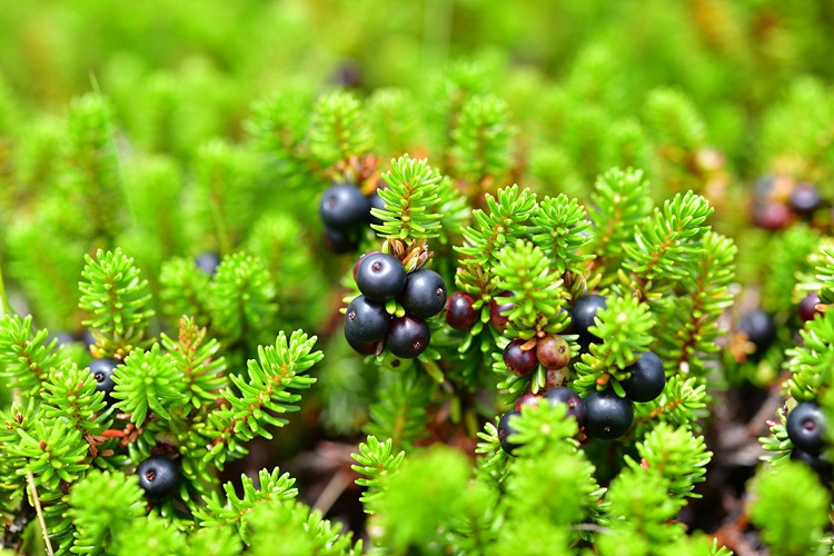 시로미 열매 DSC_0941.jpg