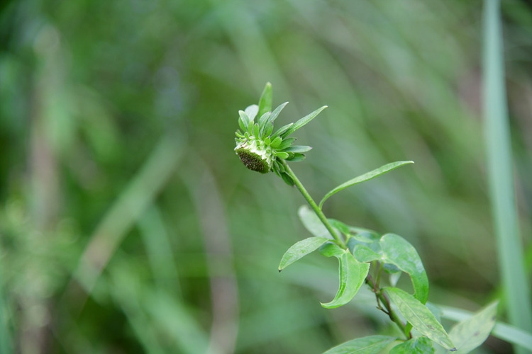 좀담배풀 DSC_6857.jpg