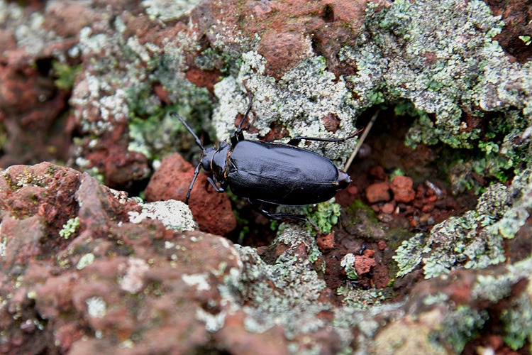 톱하늘소 DSC_0061.jpg