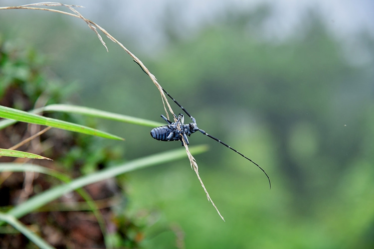 알락하늘소   DSC_0126.jpg