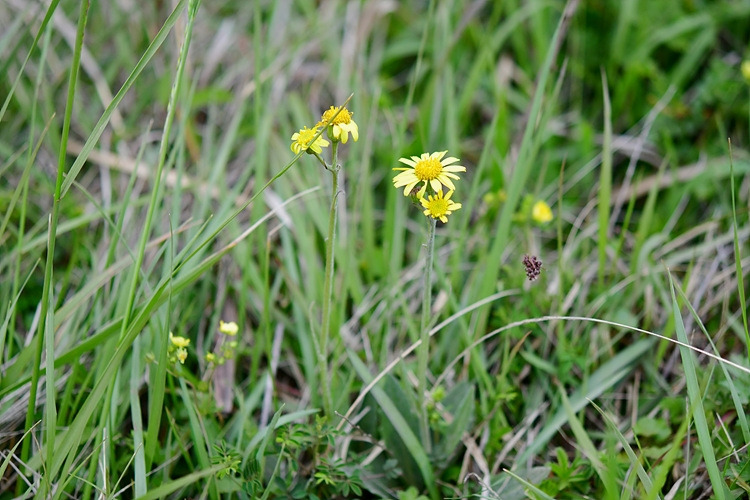 솜방망이 DSC_7778.jpg