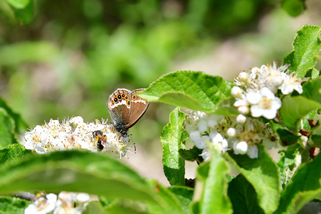 도시처녀나비 아그배나무 DSC_9609.jpg