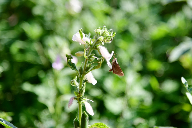 줄점팔랑나비  참깨 DSC_9041.jpg