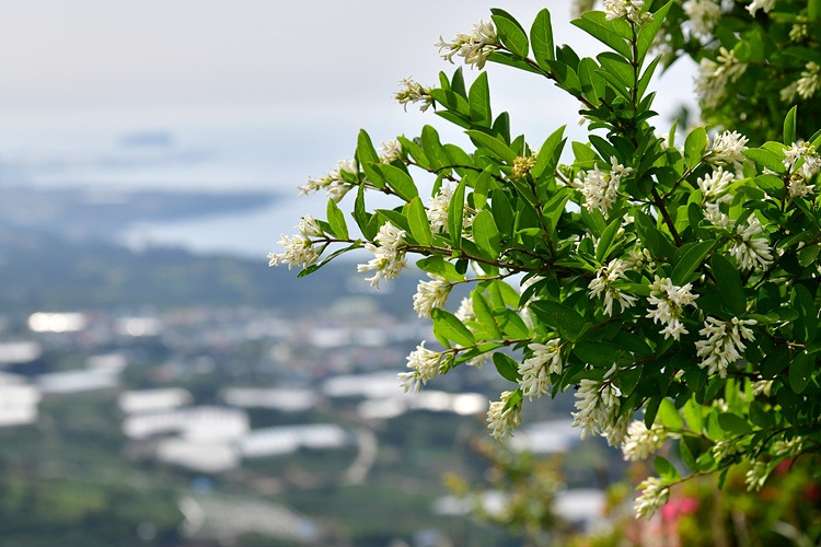 쥐똥나무  DSC_9526.jpg