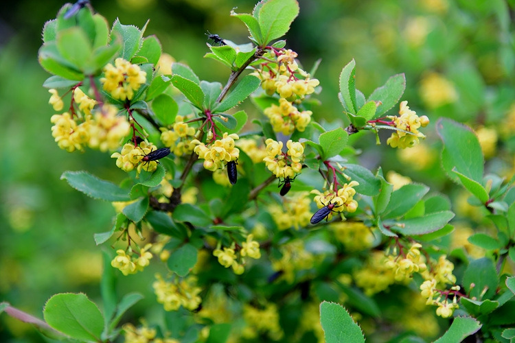 섬매발톱나무  털파리류  DSC_9763.jpg