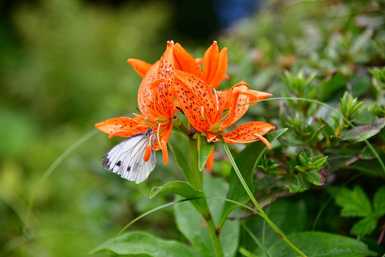 한라줄흰나비  말나리 DSC_2728.jpg