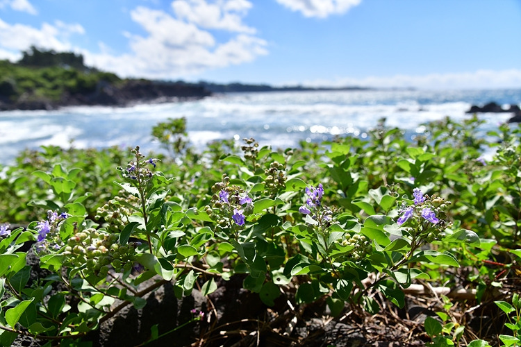 순비기나무 DSC_3696.jpg