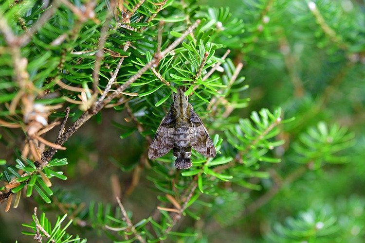 벌꼬리박각시 DSC_5201.jpg