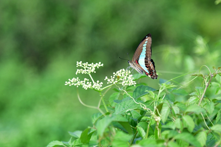 청띠제비나비  거지덩굴  DSC_6575.jpg