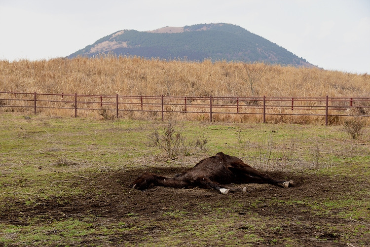 죽은 말  DSC_9318.jpg