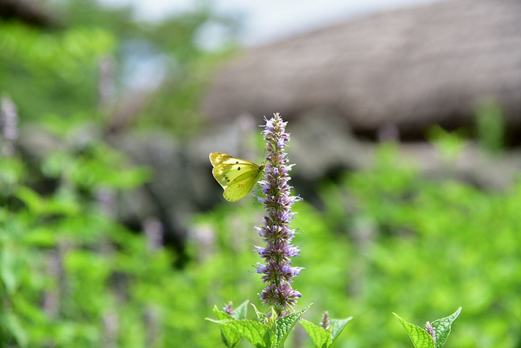 노랑나비 배초향 DSC_0866.jpg