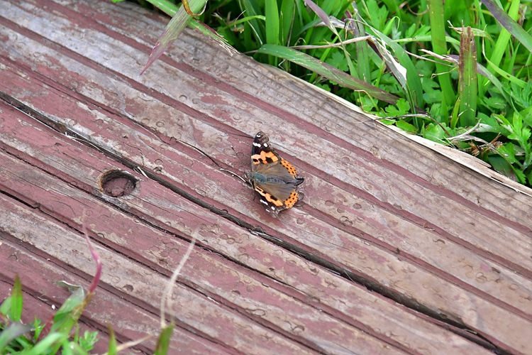 큰멋쟁이나비  DSC_9616.jpg