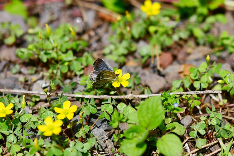 남방부전나비  괭이밥  DSC_8797.jpg