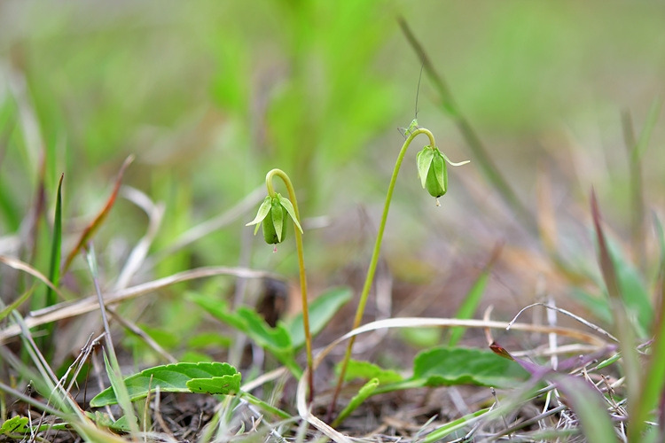 제비꽃 폐쇄화  DSC_7770.jpg