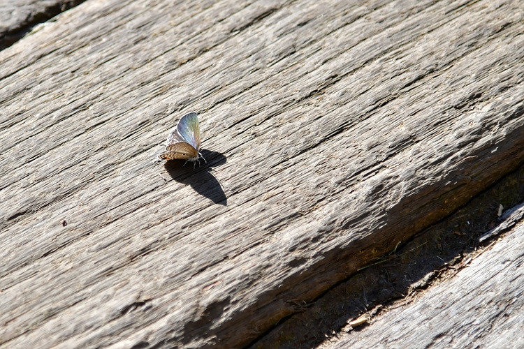 소철꼬리부전나비 DSC_5088.jpg