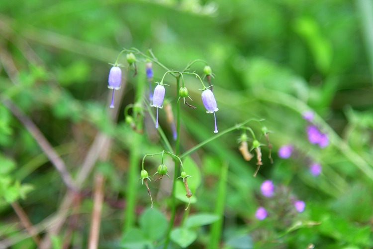 층층잔대 DSC_6795.jpg