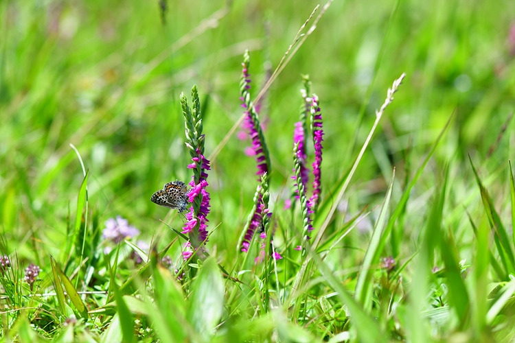 산꼬마부전나비  타래난초  DSC_1970.jpg
