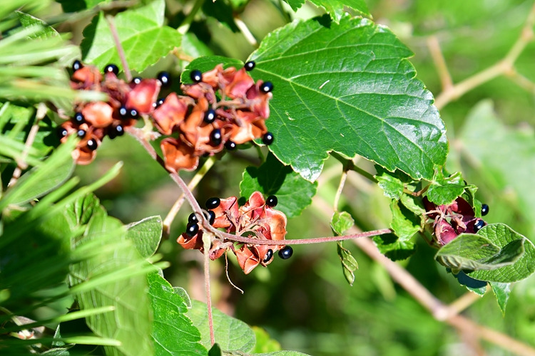 여우콩 DSC_8458.jpg