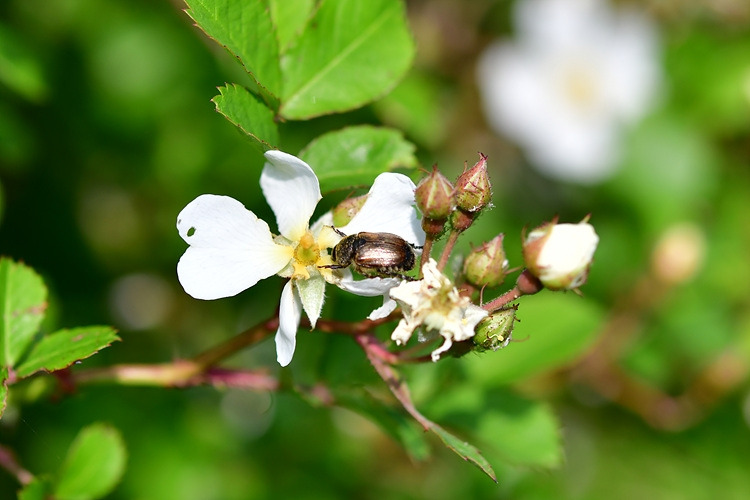 찔레꽃과 풍뎅이류 DSC_8716.jpg