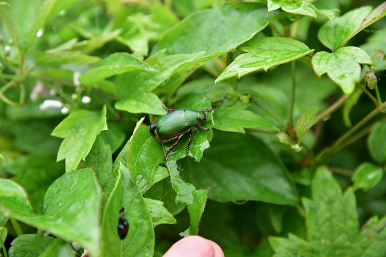 풍뎅이 DSC_0715.jpg