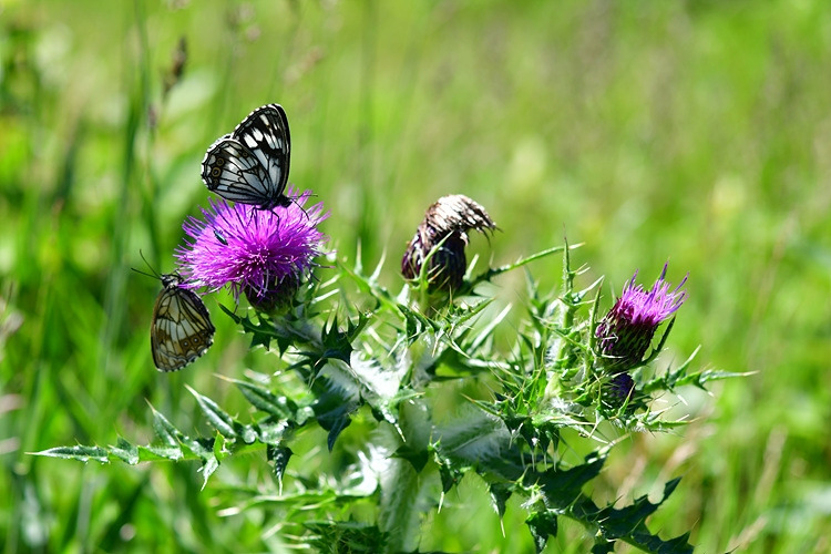 조흰뱀눈나비  바늘엉겅퀴     DSC_1905.jpg