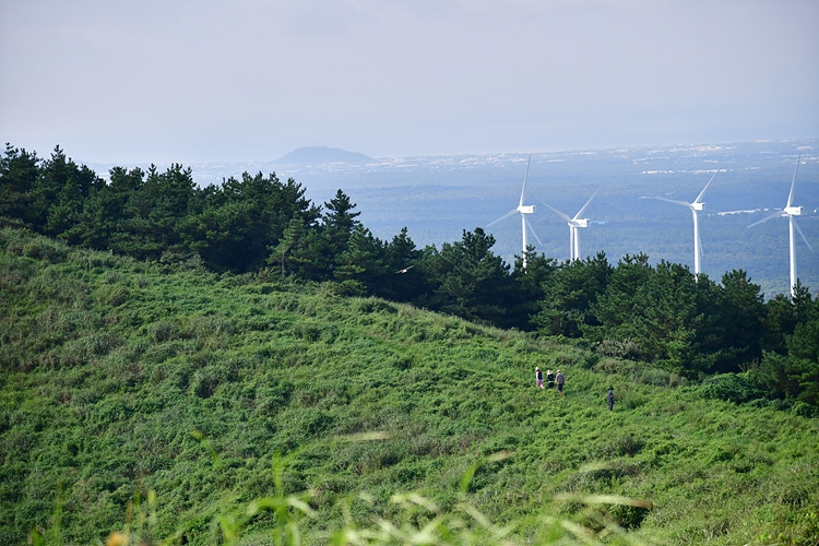 황조롱이 DSC_6542.jpg