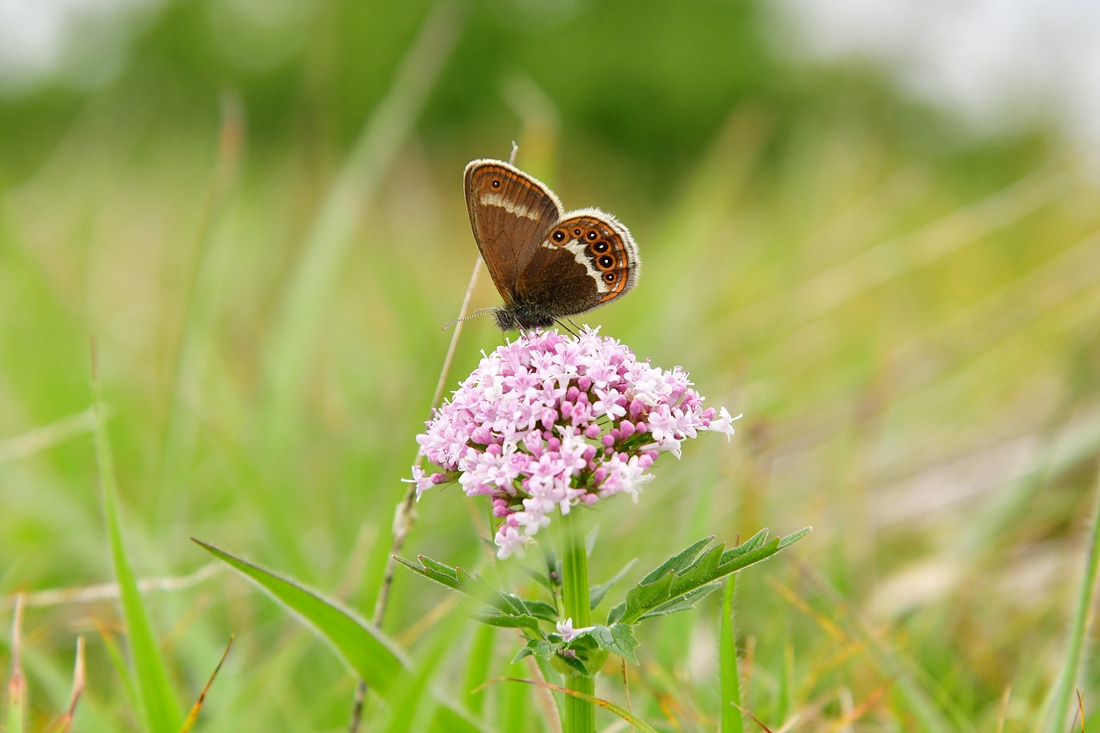 도시처녀나비 쥐오줌풀 DSC_9418.jpg