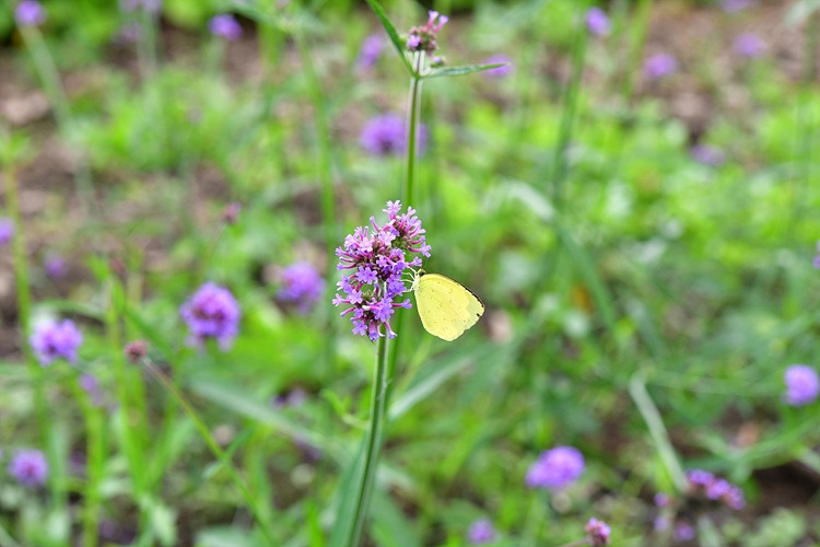 남방노랑나비  버들마편초 DSC_3224.jpg