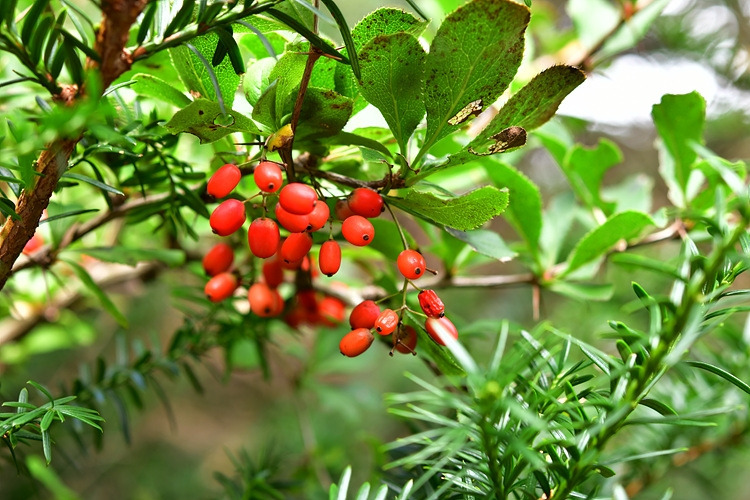 섬매발톱나무 열매 DSC_5171.jpg