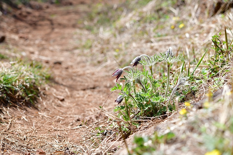 가는잎할미꽃 DSC_7202.jpg