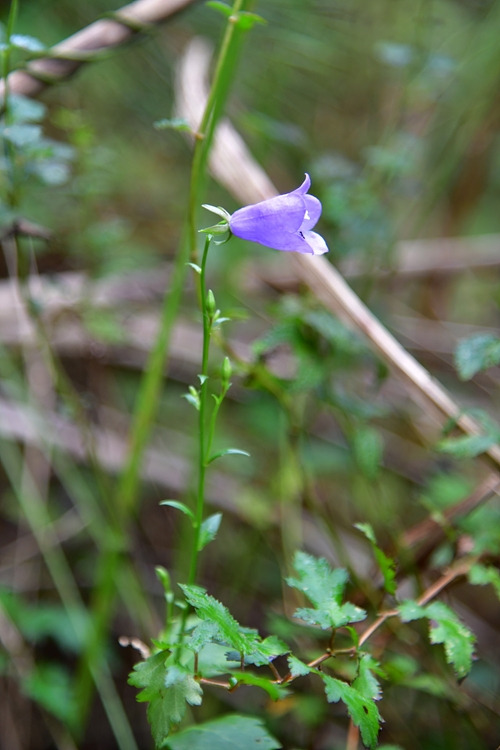 섬잔대 DSC_9388.jpg