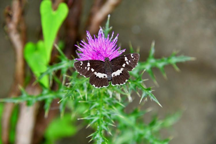 왕자팔랑나비 개걱겅퀴.jpg