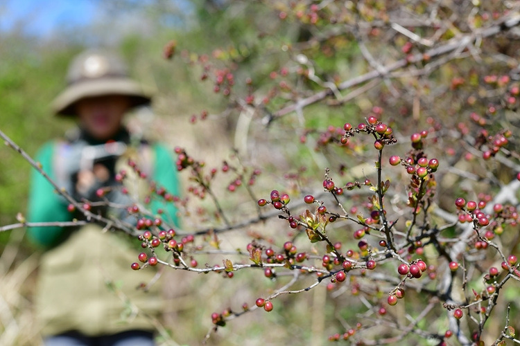 상동나무 DSC_7125.jpg