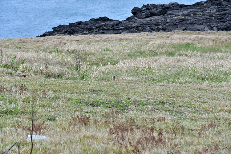 찌르레기 DSC_7957.jpg