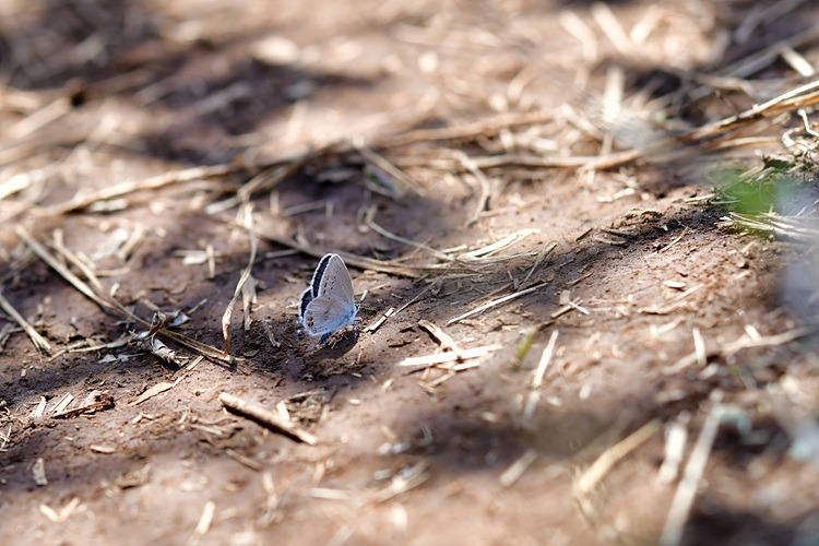 암먹부전나비 DSC_7225.jpg