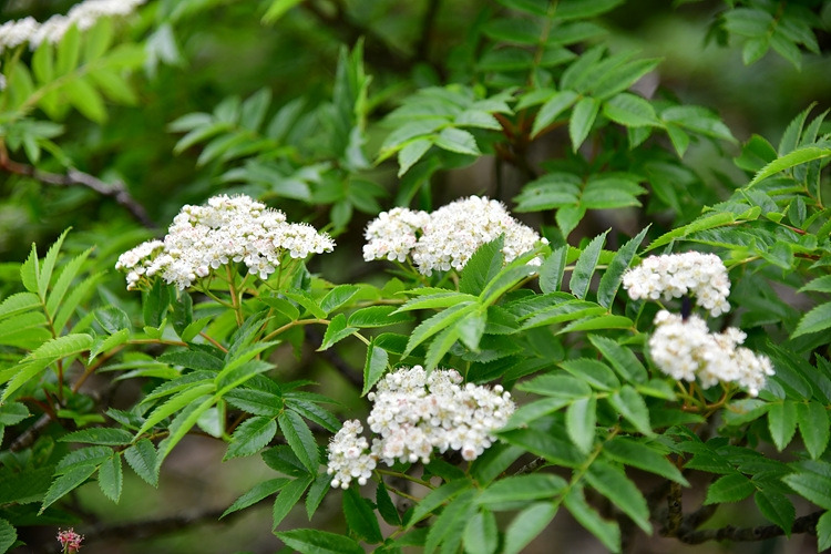 마가목 DSC_9909.jpg