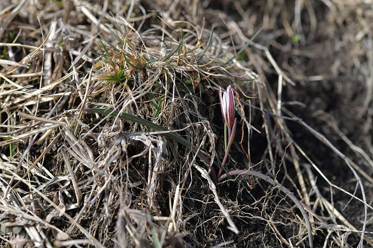 산자고 DSC_6699.jpg