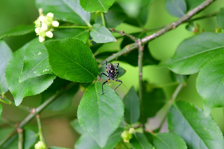 다리무늬침노린재  DSC_8609.jpg