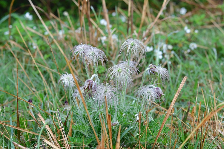 가는잎할미꽃   아부오름 DSC_7477.jpg