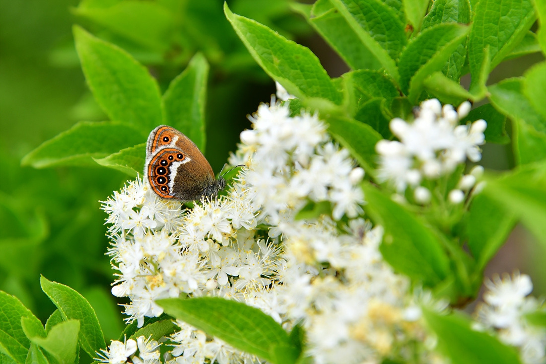 도시처녀나비 노린재나무 DSC_9499.jpg