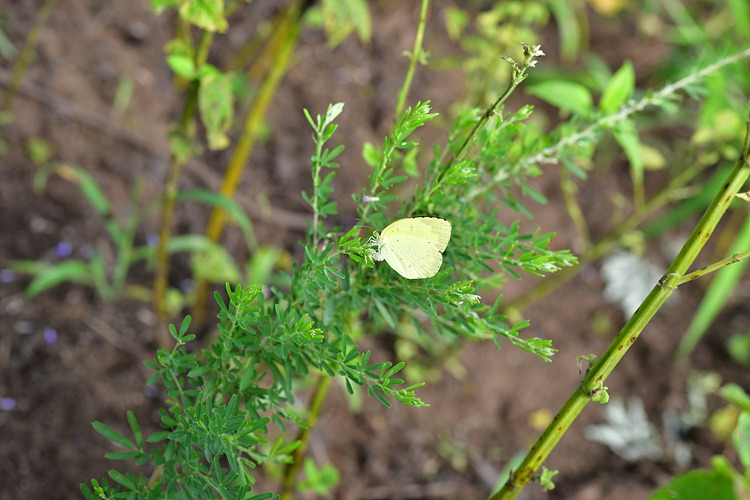 남방노랑나비  비수리 산란 DSC_3236.jpg